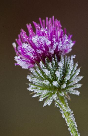 Distel mit Raureif von Patrick Pleul
