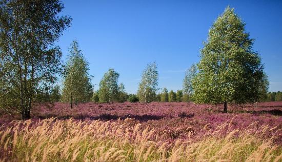 Heidekrautblüte im Naturschutzgebiet von Patrick Pleul