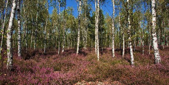 Heidekrautblüte im Naturschutzgebiet von Patrick Pleul