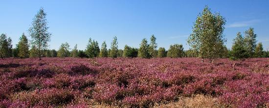Heidekrautblüte im Naturschutzgebiet von Patrick Pleul