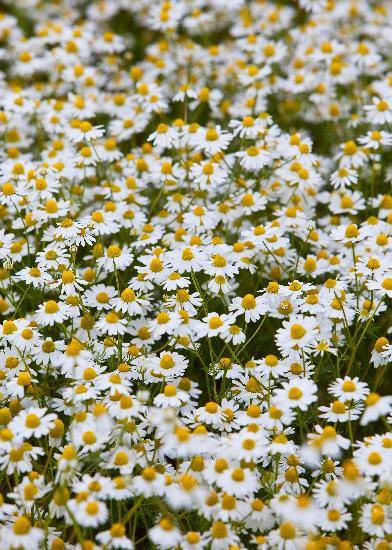 Heilpflanze Echte Kamille von Patrick Pleul