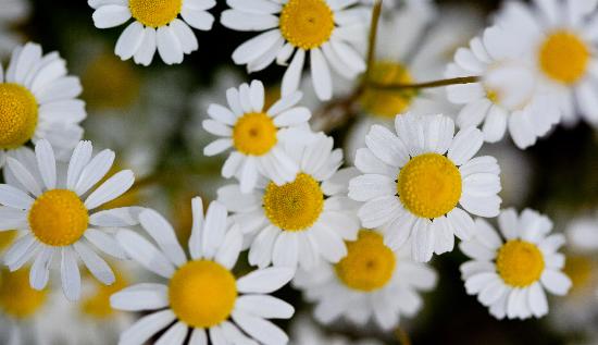 Heilpflanze Echte Kamille von Patrick Pleul