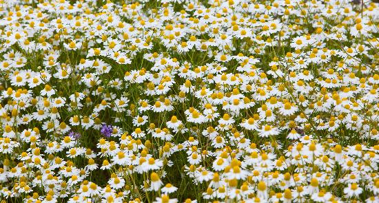 Heilpflanze Echte Kamille von Patrick Pleul