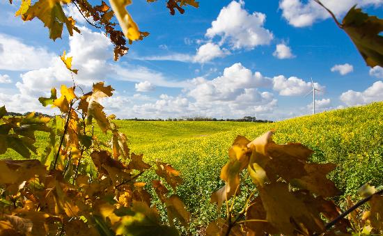 Herbstlandschaft in Brandenburg von Patrick Pleul