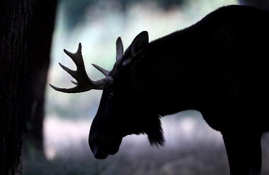 Hirschbrunft im Wildpark Schorfheide von Patrick Pleul