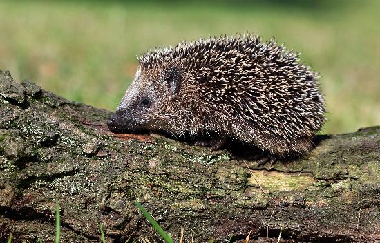 Igel in einem Garten unterwegs von Patrick Pleul