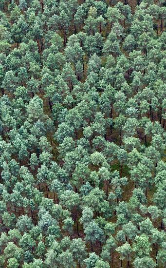Kiefernwald von Patrick Pleul