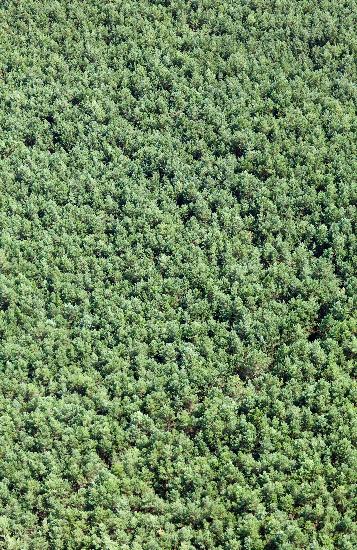 Kiefernwald von Patrick Pleul