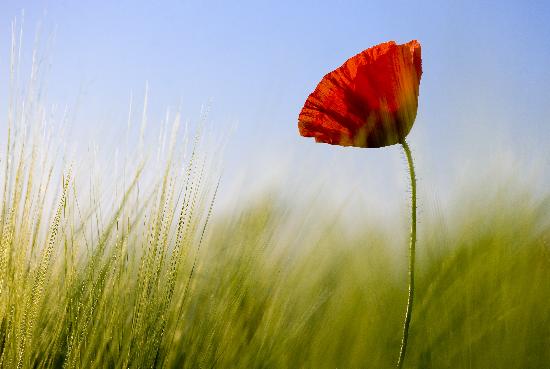 Klatschmohn im Getreidefeld von Patrick Pleul