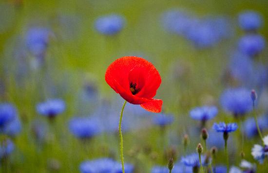 Klatschmohn zwischen Kornblumen von Patrick Pleul
