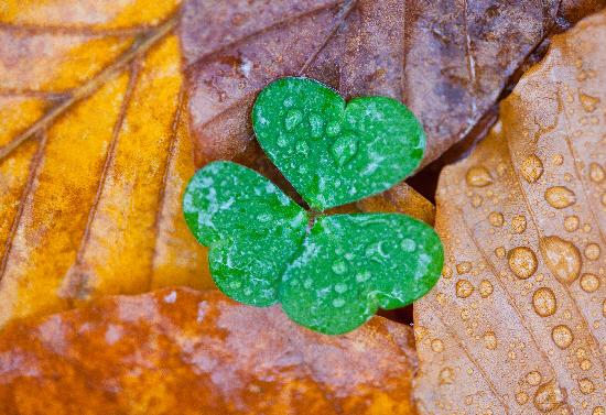 Kleeblatt im Herbstlaub von Patrick Pleul