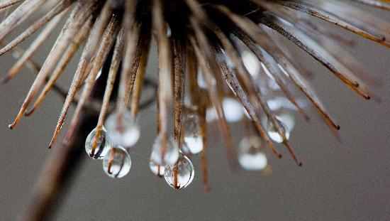 Klette mit Wassertröpfchen von Patrick Pleul