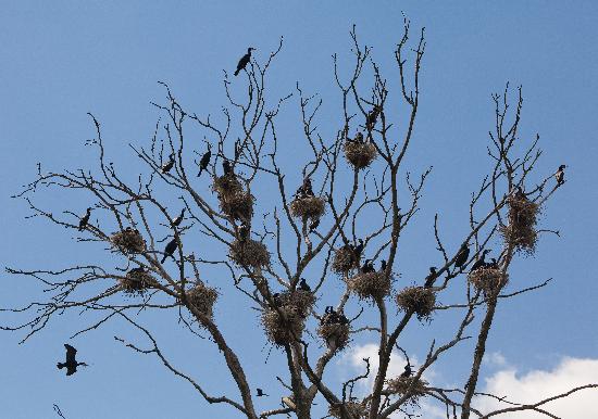 Kormorankolonie in Brandenburg von Patrick Pleul