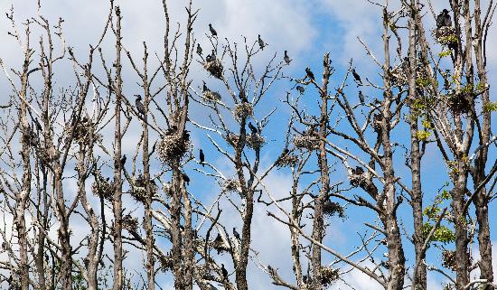 Kormorankolonie in Brandenburg von Patrick Pleul