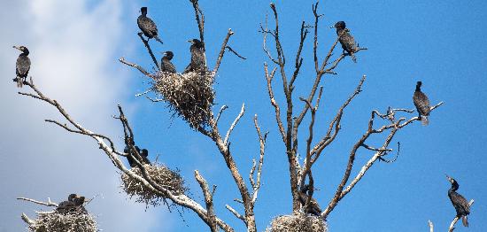 Kormorankolonie in Brandenburg von Patrick Pleul