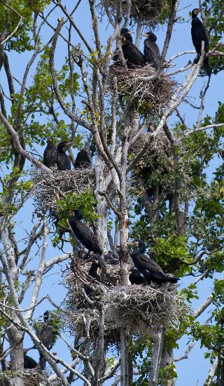 Kormorankolonie in Brandenburg von Patrick Pleul