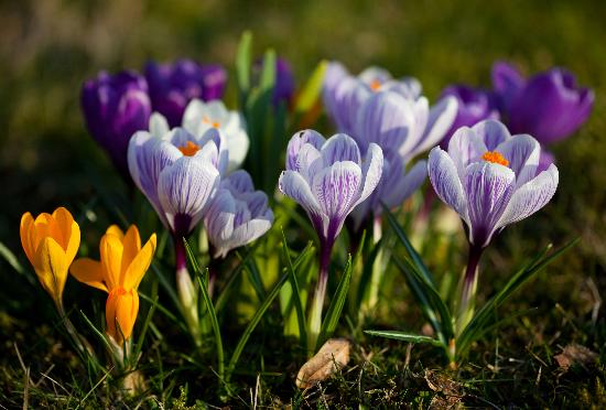 Krokusse - Boten des Frühlings von Patrick Pleul