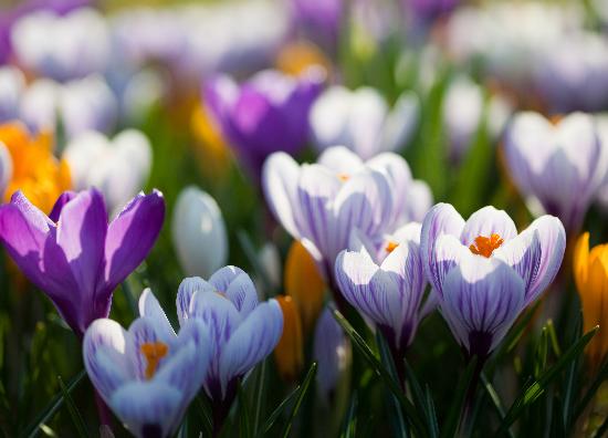 Krokusse - Boten des Frühlings von Patrick Pleul