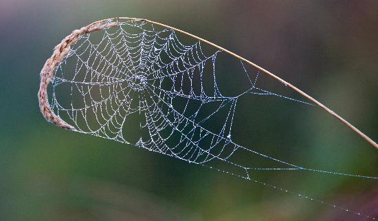 Kunstwerk der Natur von Patrick Pleul