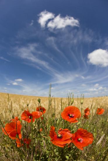 Landschaft der Uckermark in Brandenburg von Patrick Pleul