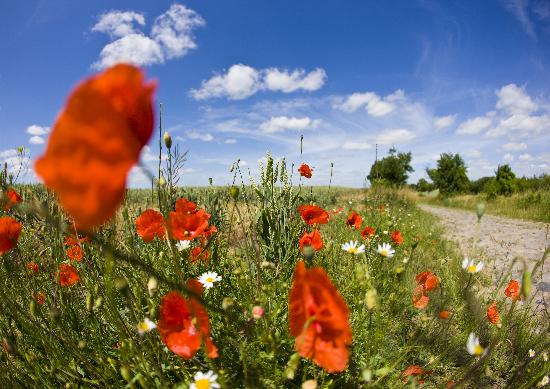 Landschaft der Uckermark in Brandenburg von Patrick Pleul