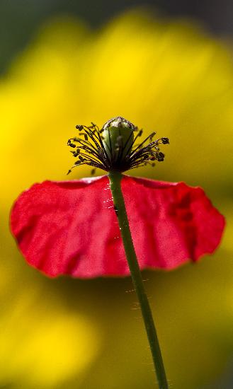 Mohnblume im Wind von Patrick Pleul