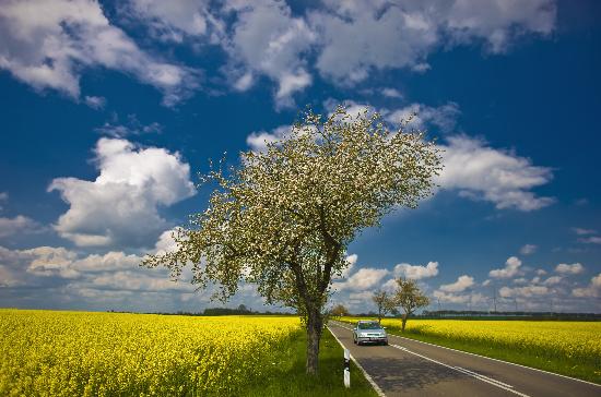 Rapsfelder blühen von Patrick Pleul