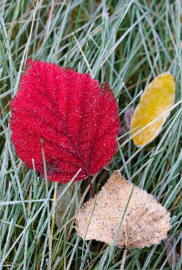 Raureif auf Herbstblättern von Patrick Pleul