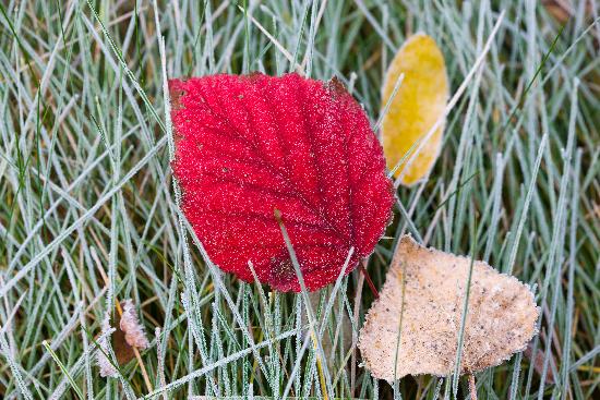 Raureif auf Herbstblättern von Patrick Pleul