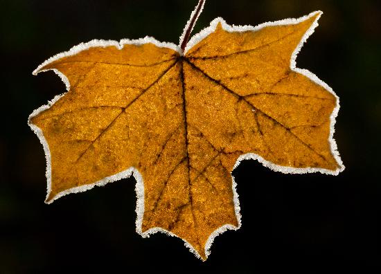 Raureif auf Herbstblatt von Patrick Pleul