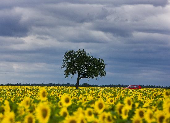 Regenwolken über Sonnenblumenfeld von Patrick Pleul