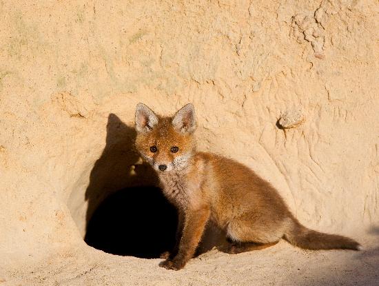 Rotfüchse im Abendlicht von Patrick Pleul