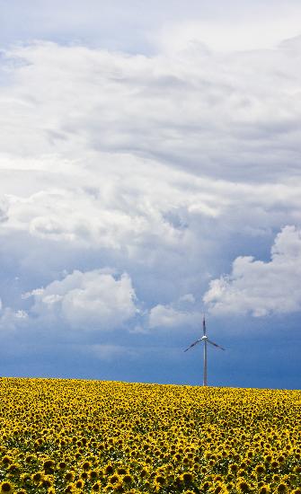 Sonnenblumenfeld in Brandenburg von Patrick Pleul