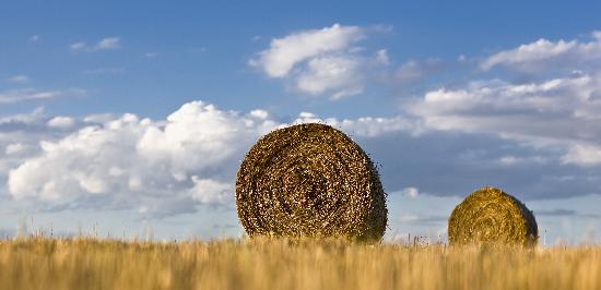 Strohrollen auf Feld von Patrick Pleul