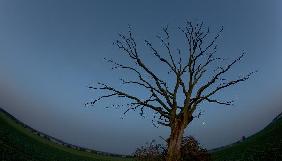 Alter Baum mit Mond