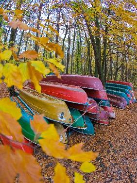 Ruderboote im Herbstwald am Stechlinsee
