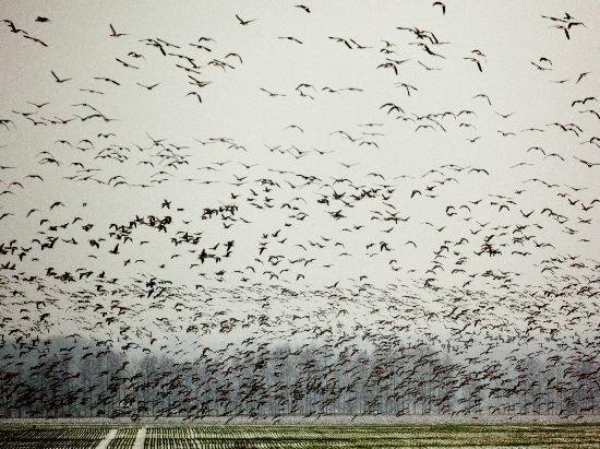 Wildgänse im Oderbruch von Patrick Pleul