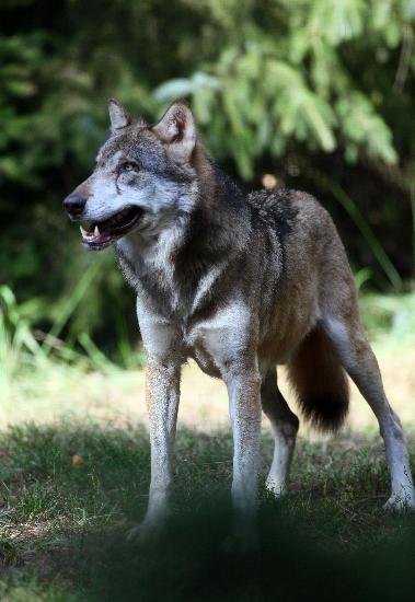Wolf im Wildpark Schorfheide von Patrick Pleul