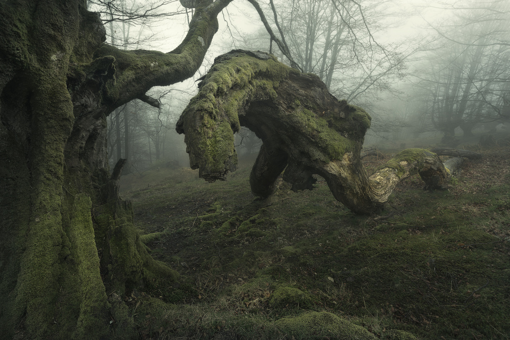 Forest Creatures von Patxi Pérez