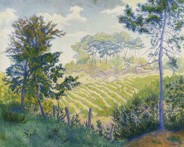 Weinberg unter Pinien (Les Vignobles sous les Pins) von Paul Ranson