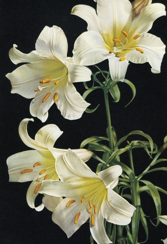 Early colour photography: Madonna Lilies, Lilium candidum von Paul Wolff