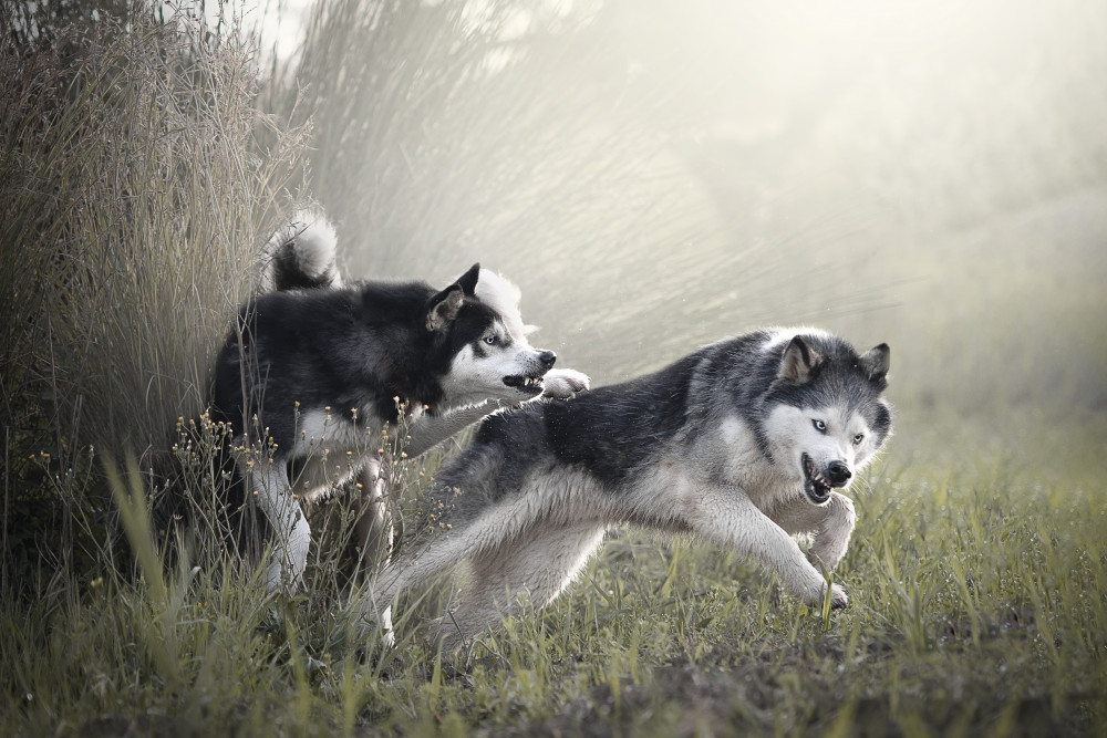 Freedom von Paula Casado Gutiérrez
