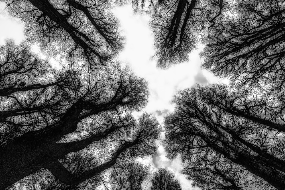 Late Winter von Paulo Abrantes