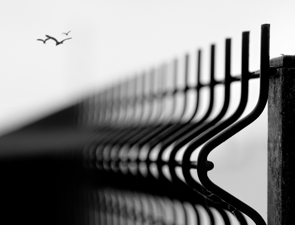 Freedom von Paulo Medeiros