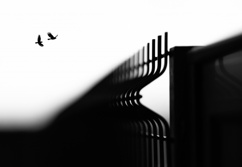 Freedom von Paulo Medeiros