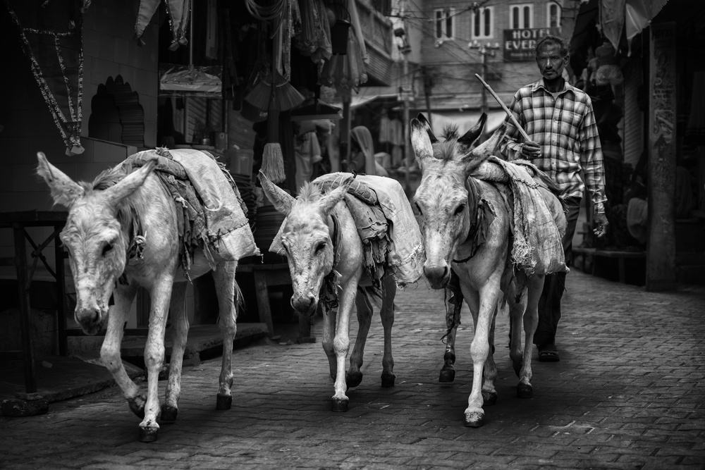 shepherd in the streets of pushkar von Pavol Stranak