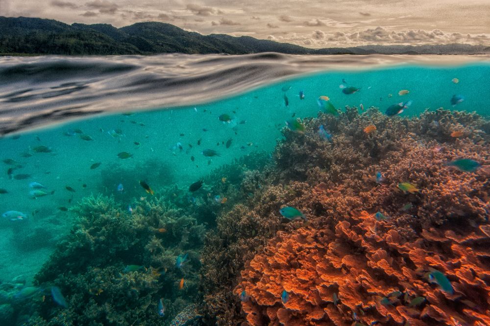 Uri Marine Reserve von Pavol Stranak