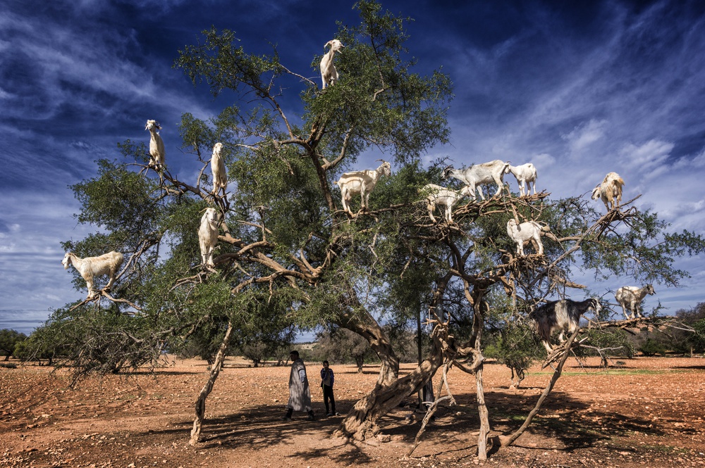 goats on the argan tree von Pavol Stranak