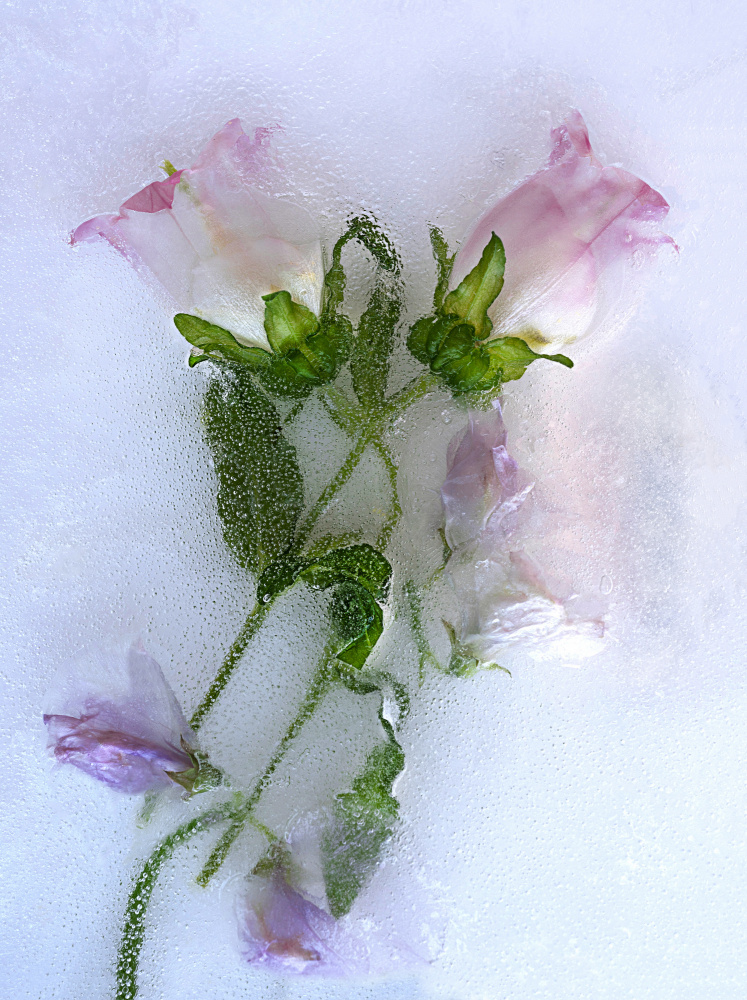 Flowers. von Pedro Uranga