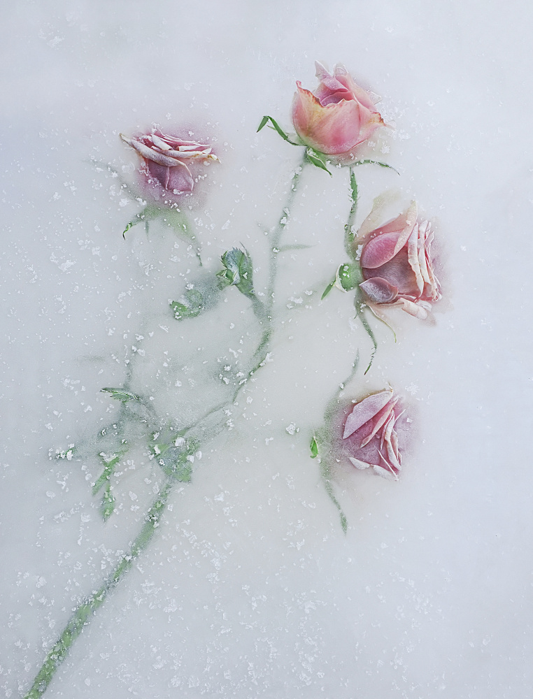 Roses among the ice. von Pedro Uranga